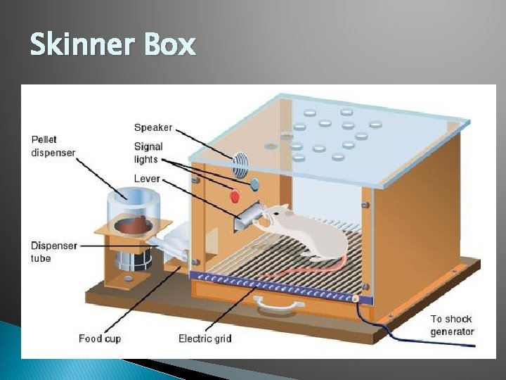 Skinner Box 