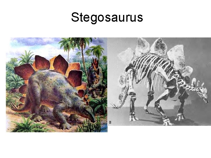 Stegosaurus 