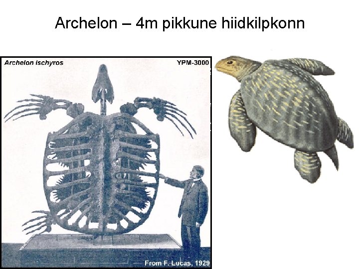 Archelon – 4 m pikkune hiidkilpkonn 