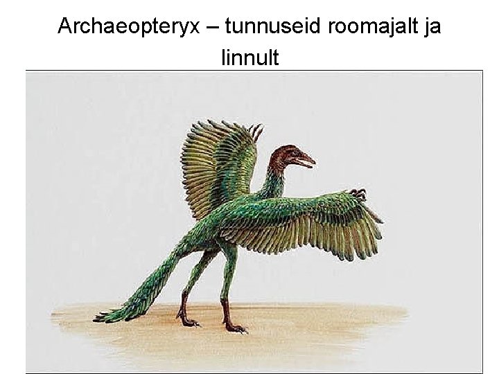 Archaeopteryx – tunnuseid roomajalt ja linnult 