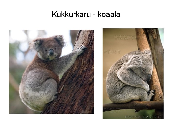 Kukkurkaru - koaala 