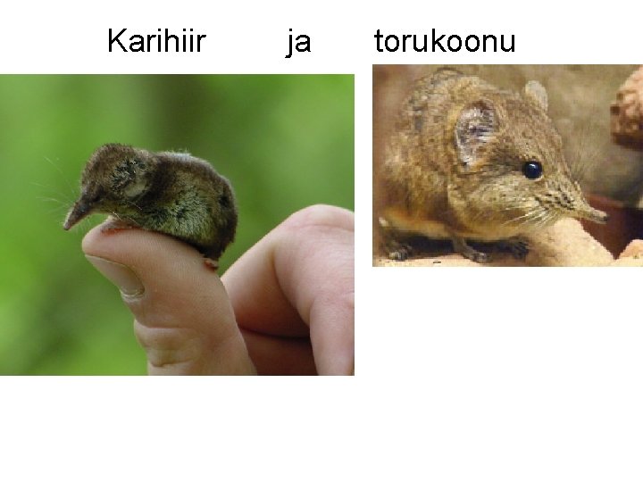 Karihiir ja torukoonu 