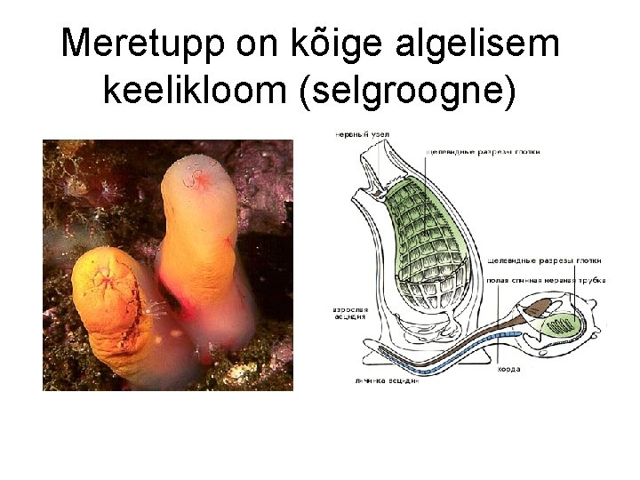 Meretupp on kõige algelisem keelikloom (selgroogne) 