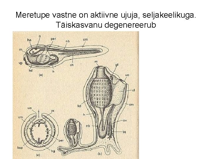 Meretupe vastne on aktiivne ujuja, seljakeelikuga. Täiskasvanu degenereerub 