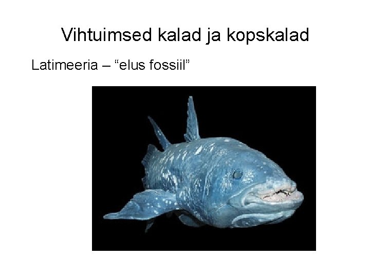 Vihtuimsed kalad ja kopskalad Latimeeria – “elus fossiil” 