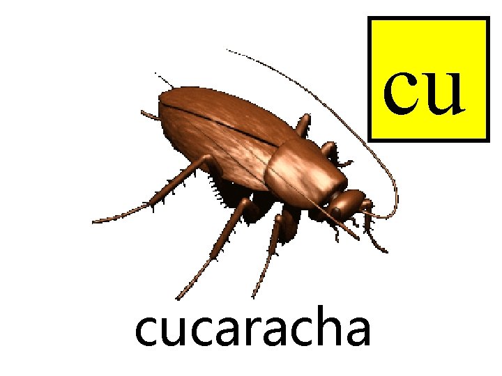 cu cucaracha 