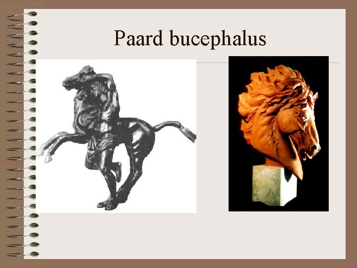 Paard bucephalus Paard bucephalus