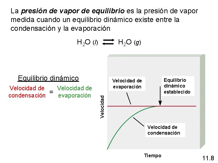 La presión de vapor de equilibrio es la presión de vapor medida cuando un