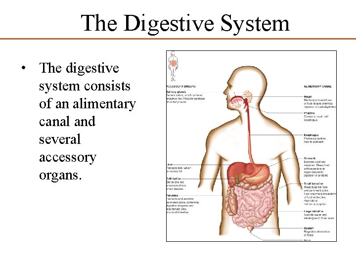 The Digestive System • The digestive system consists of an alimentary canal and several