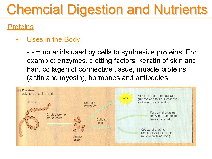 Chemcial Digestion and Nutrients Proteins • Uses in the Body: - amino acids used