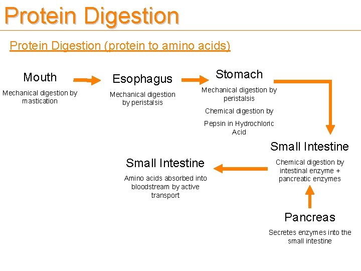 Protein Digestion (protein to amino acids) Mouth Esophagus Mechanical digestion by mastication Mechanical digestion