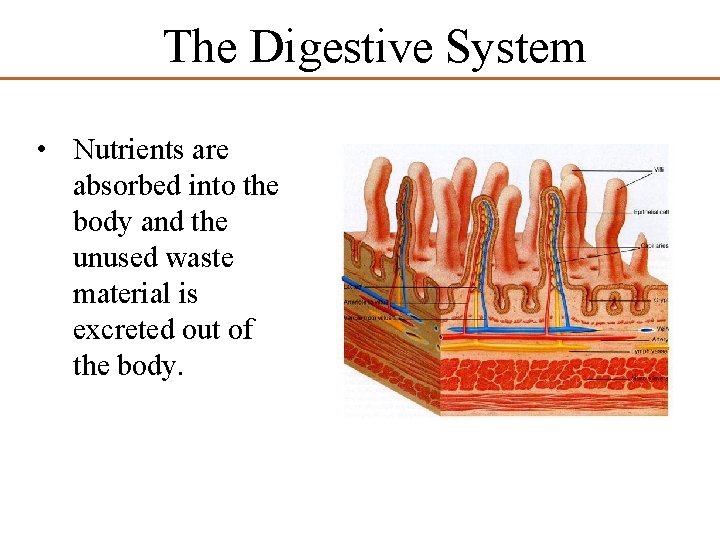 The Digestive System • Nutrients are absorbed into the body and the unused waste