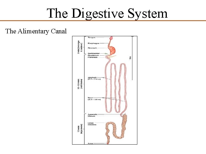 The Digestive System The Alimentary Canal 