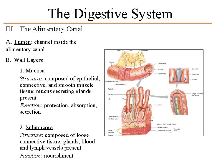 The Digestive System III. The Alimentary Canal A. Lumen: channel inside the alimentary canal