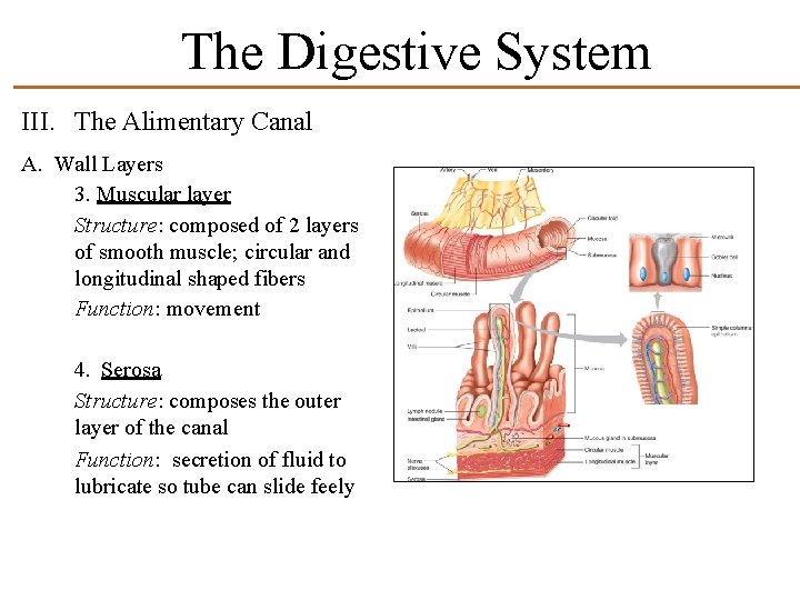 The Digestive System III. The Alimentary Canal A. Wall Layers 3. Muscular layer Structure: