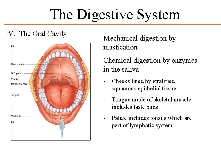 The Digestive System IV. The Oral Cavity Mechanical digestion by mastication Chemical digestion by