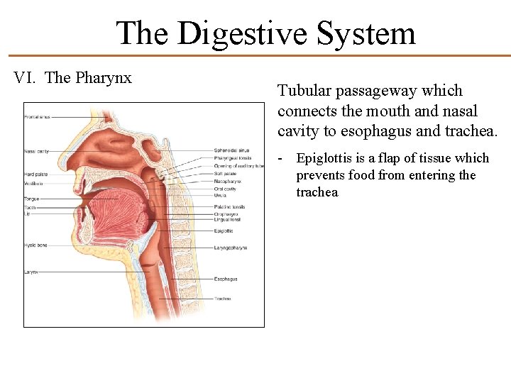 The Digestive System VI. The Pharynx Tubular passageway which connects the mouth and nasal