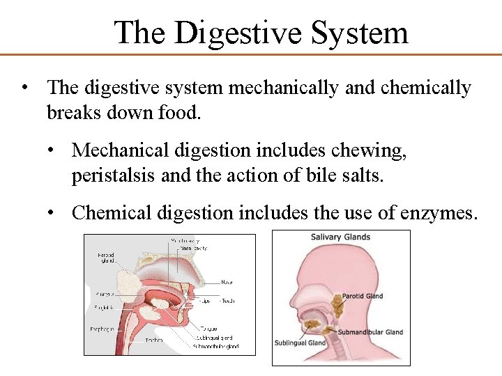 The Digestive System • The digestive system mechanically and chemically breaks down food. •