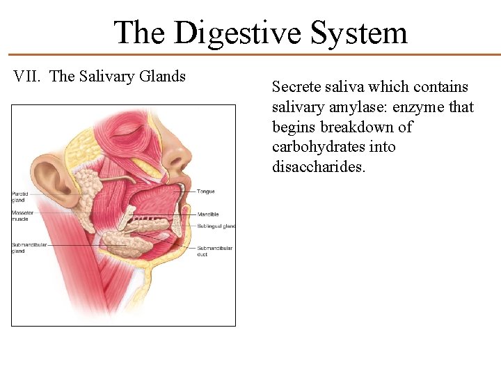 The Digestive System VII. The Salivary Glands Secrete saliva which contains salivary amylase: enzyme