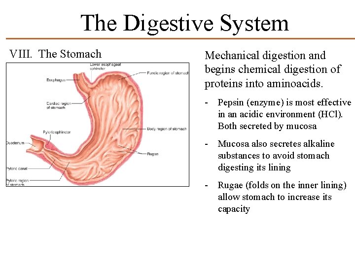 The Digestive System VIII. The Stomach Mechanical digestion and begins chemical digestion of proteins