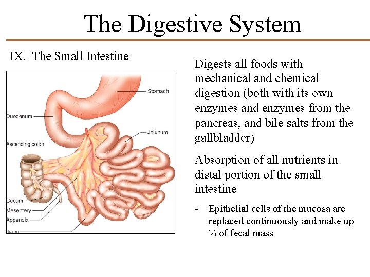 The Digestive System IX. The Small Intestine Digests all foods with mechanical and chemical