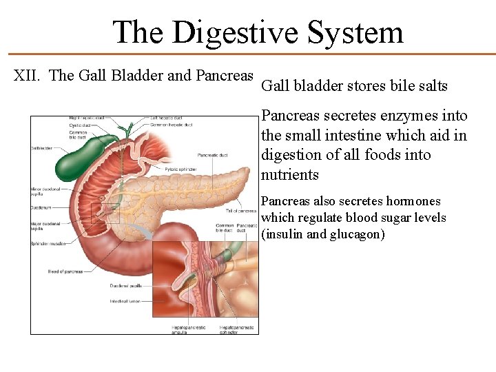 The Digestive System XII. The Gall Bladder and Pancreas Gall bladder stores bile salts