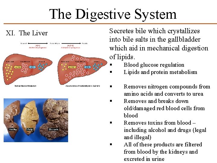 The Digestive System XI. The Liver Secretes bile which crystallizes into bile salts in