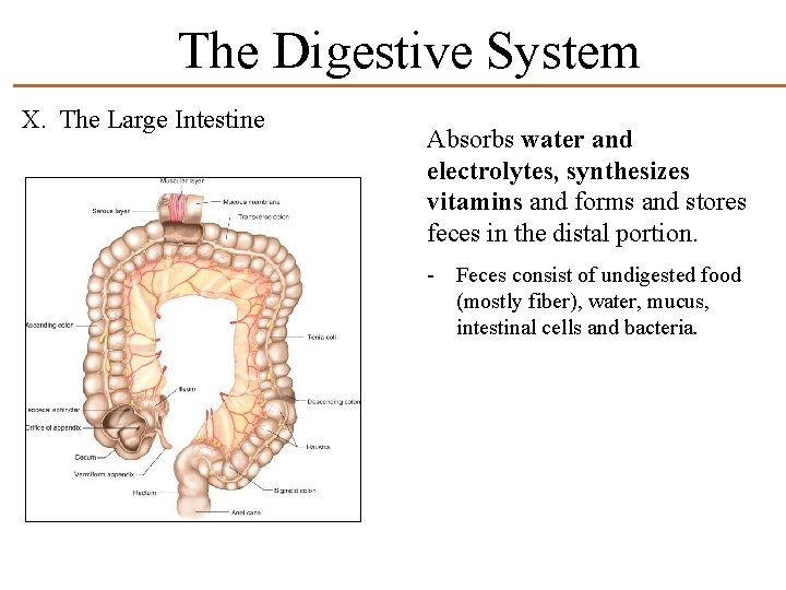 The Digestive System X. The Large Intestine Absorbs water and electrolytes, synthesizes vitamins and