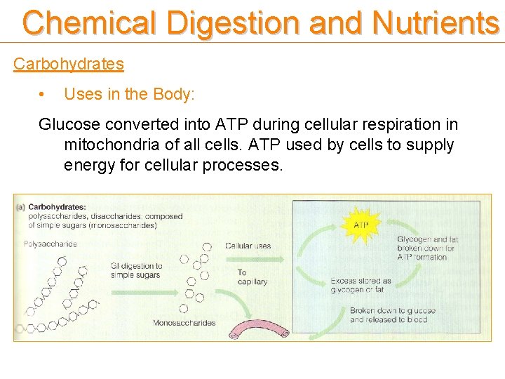 Chemical Digestion and Nutrients Carbohydrates • Uses in the Body: Glucose converted into ATP