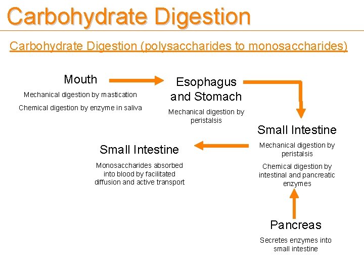 Carbohydrate Digestion (polysaccharides to monosaccharides) Mouth Mechanical digestion by mastication Chemical digestion by enzyme