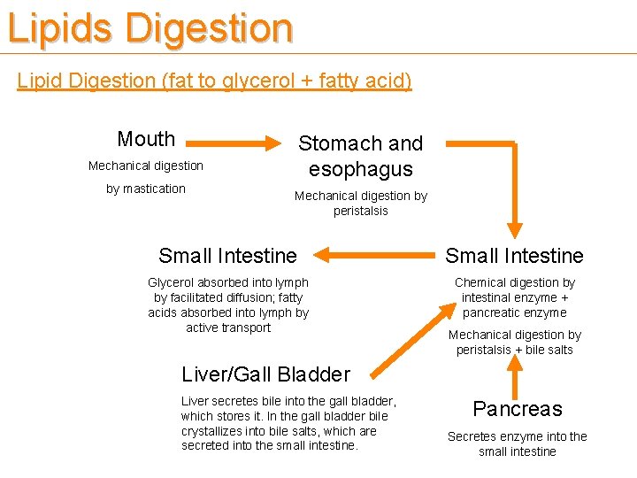 Lipids Digestion Lipid Digestion (fat to glycerol + fatty acid) Mouth Stomach and esophagus