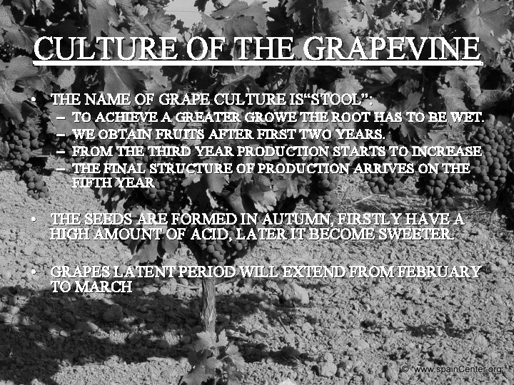 CULTURE OF THE GRAPEVINE • THE NAME OF GRAPE CULTURE IS“STOOL”: – – TO