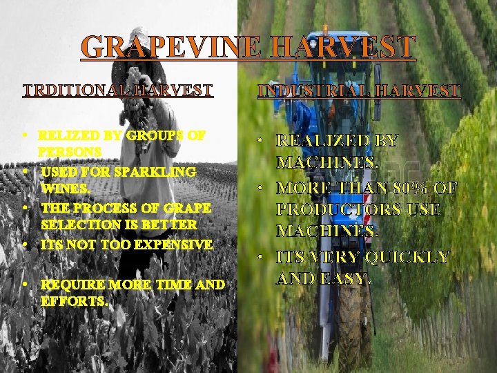 GRAPEVINE HARVEST TRDITIONAL HARVEST INDUSTRIAL HARVEST • RELIZED BY GROUPS OF PERSONS • USED