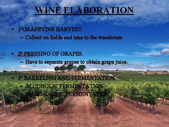 WINE ELABORATION • 1ºGRAPEVINE HARVEST. – Collect on fields and take to the warehouse