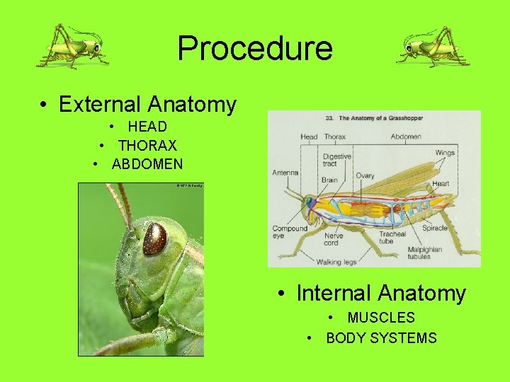 Procedure • External Anatomy • HEAD • THORAX • ABDOMEN • Internal Anatomy •