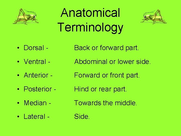 Anatomical Terminology • Dorsal - Back or forward part. • Ventral - Abdominal or
