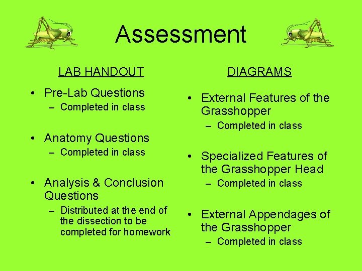 Assessment LAB HANDOUT • Pre-Lab Questions – Completed in class • Anatomy Questions –