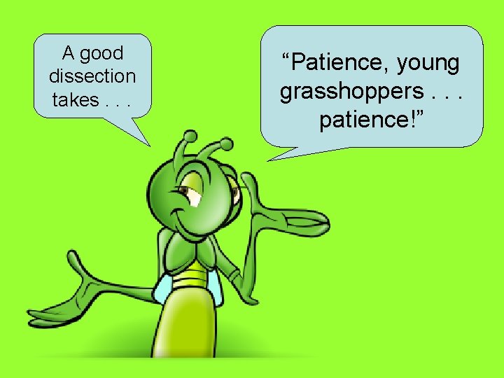 A good dissection takes. . . “Patience, young grasshoppers. . . patience!” 