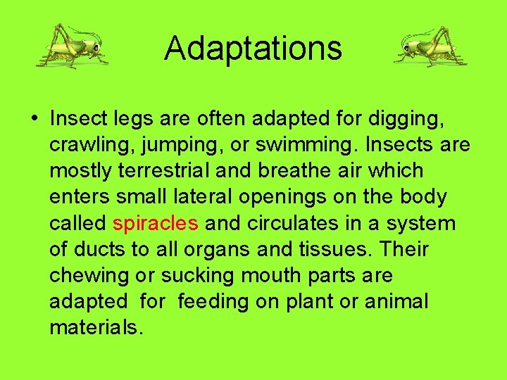 Adaptations • Insect legs are often adapted for digging, crawling, jumping, or swimming. Insects