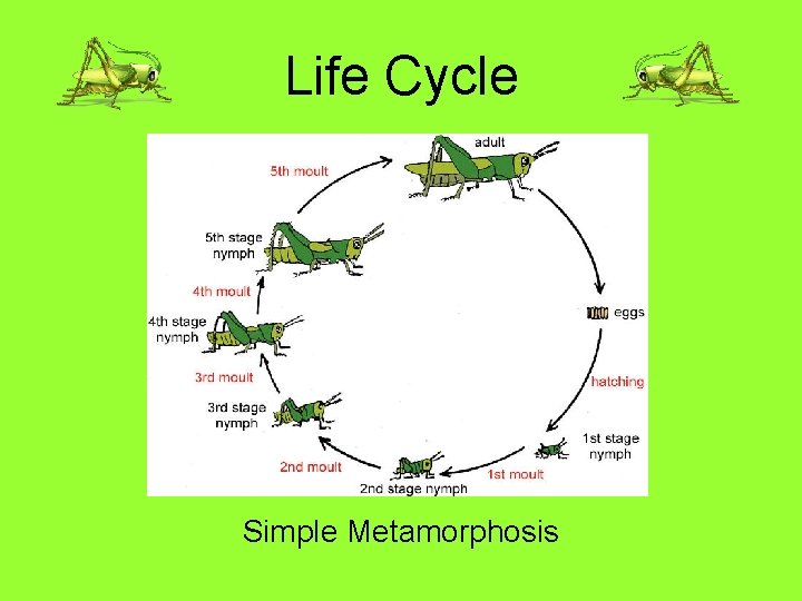 Life Cycle Simple Metamorphosis 