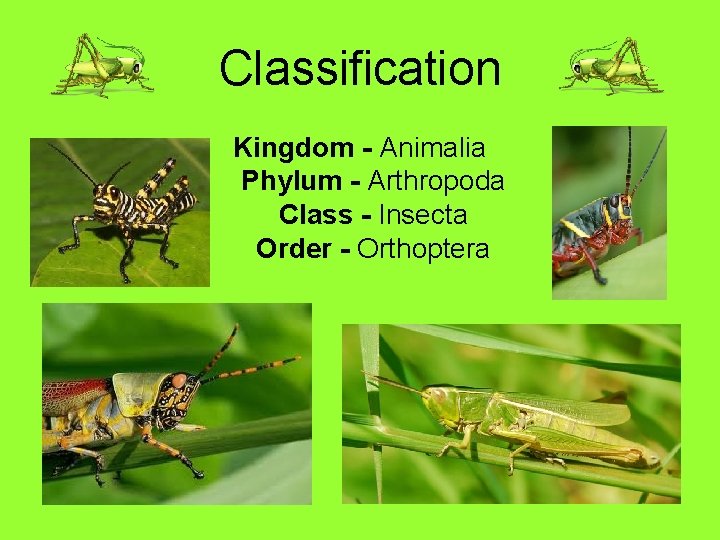 Classification Kingdom - Animalia Phylum - Arthropoda Class - Insecta Order - Orthoptera 