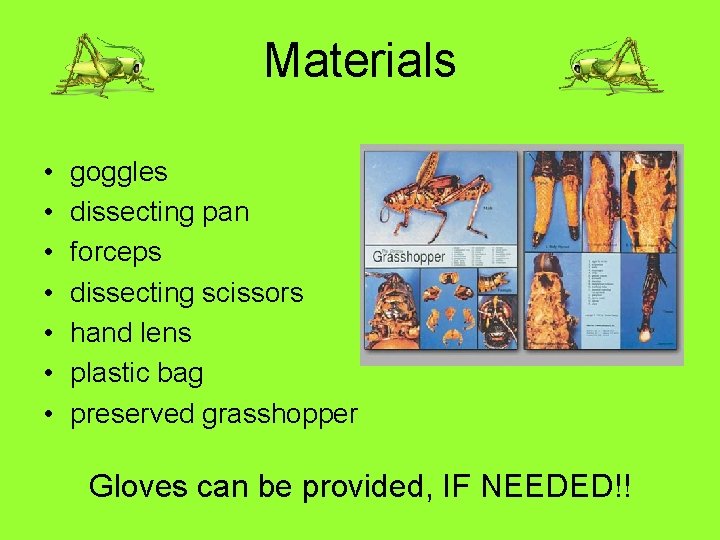 Materials • • goggles dissecting pan forceps dissecting scissors hand lens plastic bag preserved