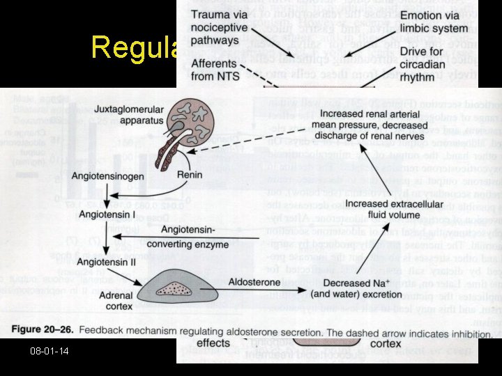 Regulation of secretion. • Corticotrophin Releasing hormone [CRH] stimulates ACTH which stimulates glucorticoids. •