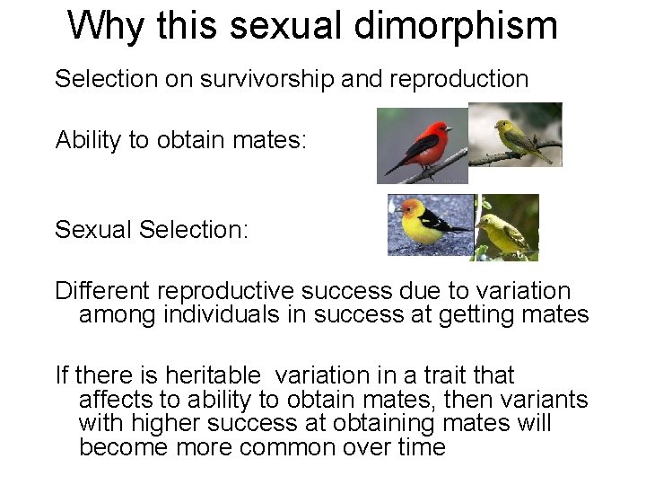 Why this sexual dimorphism Selection on survivorship and reproduction Ability to obtain mates: Sexual