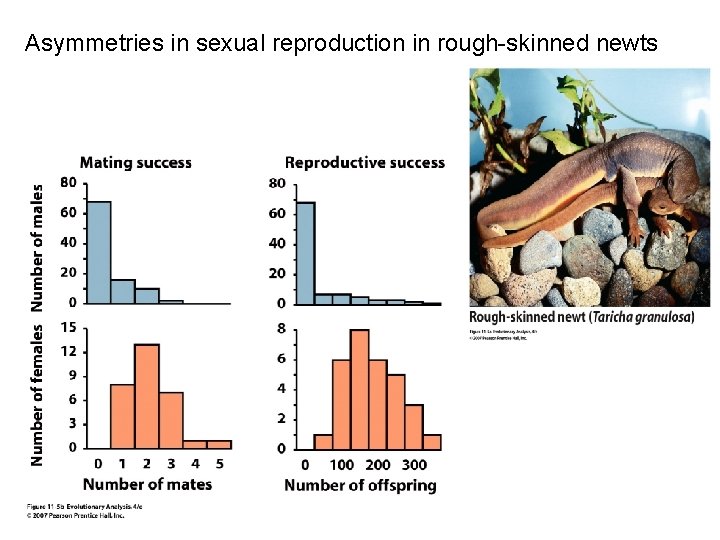Asymmetries in sexual reproduction in rough-skinned newts 