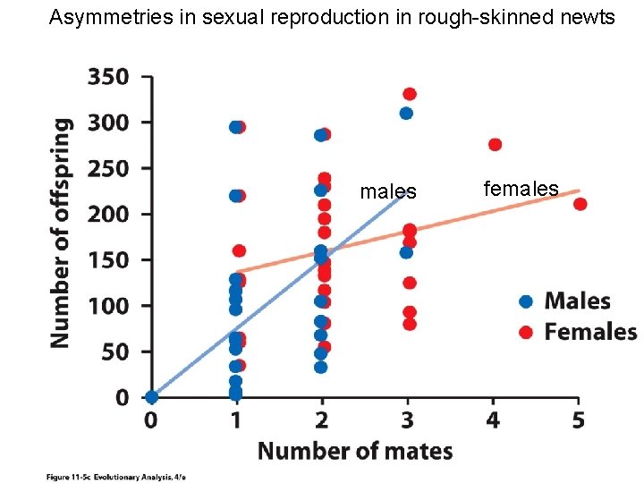 Asymmetries in sexual reproduction in rough-skinned newts males females 
