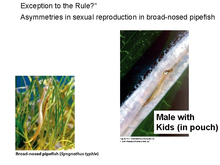 Exception to the Rule? ” Asymmetries in sexual reproduction in broad-nosed pipefish Male with