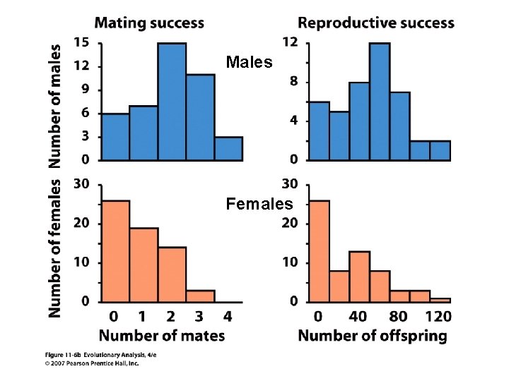 Males Females 