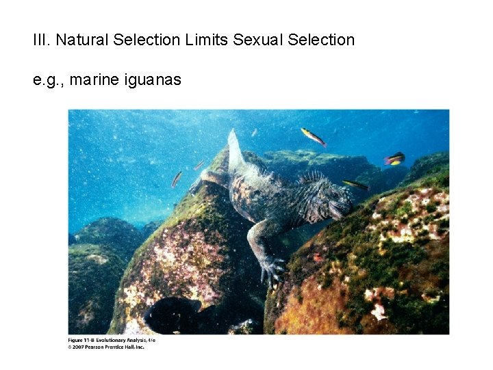 III. Natural Selection Limits Sexual Selection e. g. , marine iguanas 