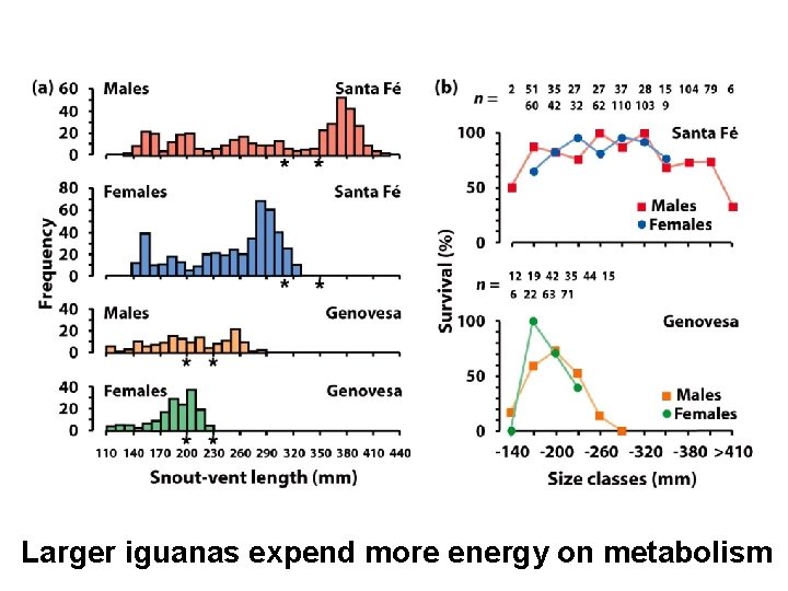 Larger iguanas expend more energy on metabolism 